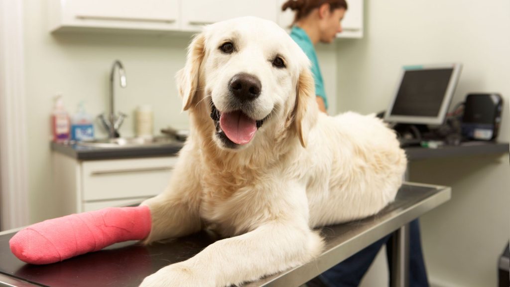 Dog bandage