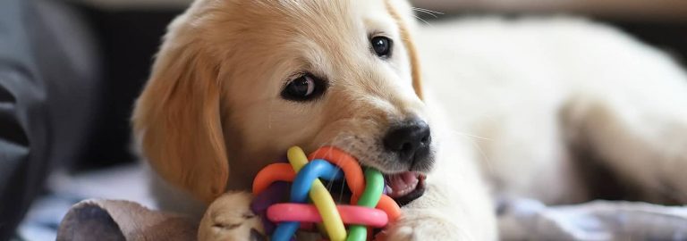 Dog chewing