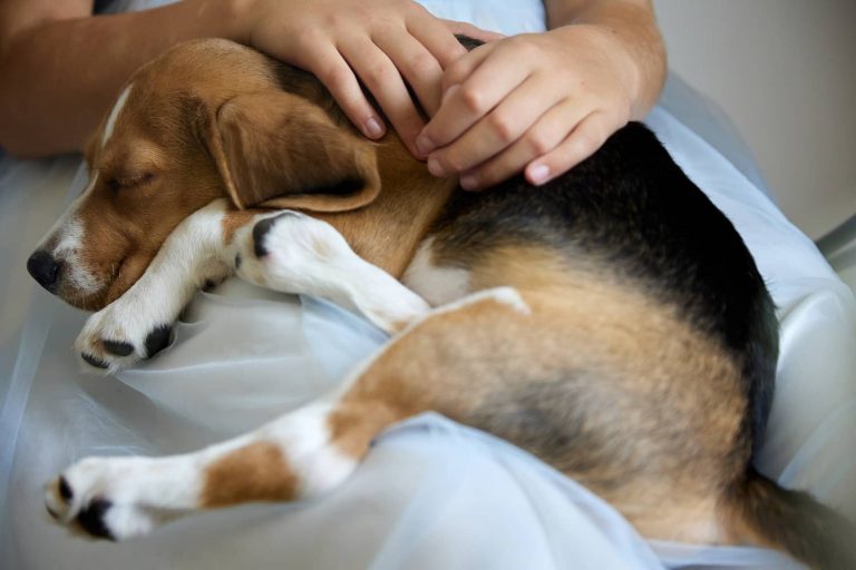 ACL repair in dogs