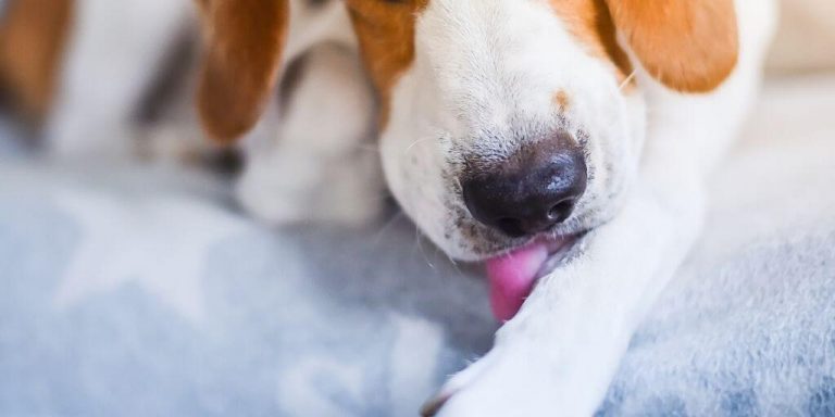 Dog allergies