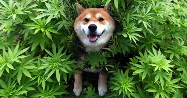 Dogs and marijuana