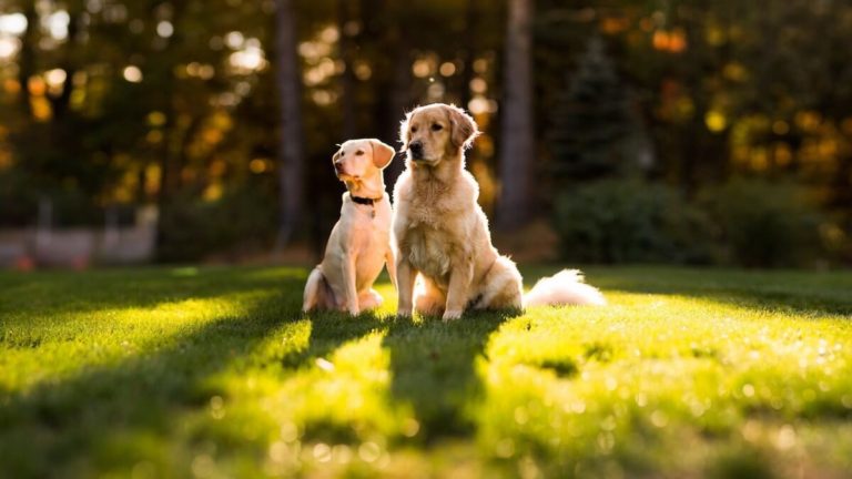 Dogs