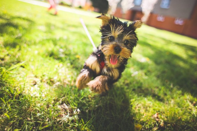 Dog boarding in Kitchener