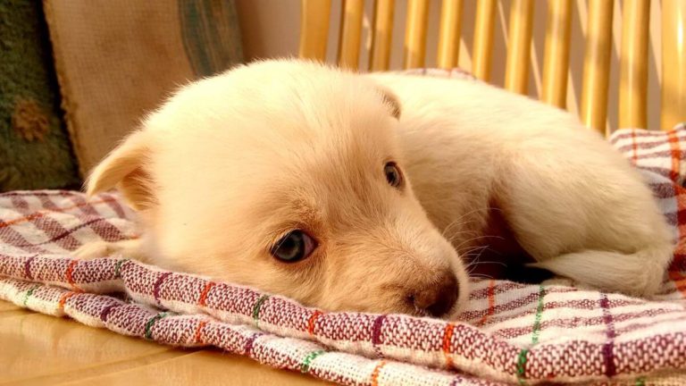 Puppy