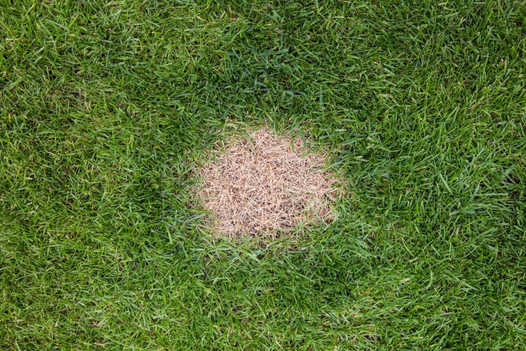 dog urine spots on grass