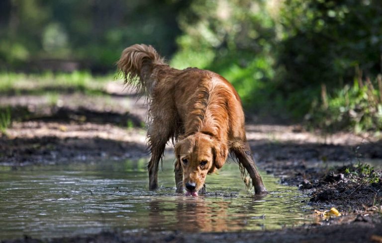 leptospirosis in dogs