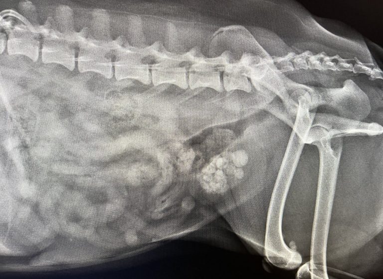 Bladder stones in a dog