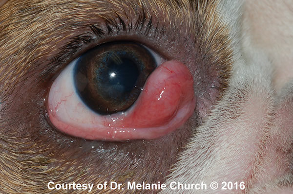 Cherry Eye Repair In Dogs | Kingsdale Animal Hospital