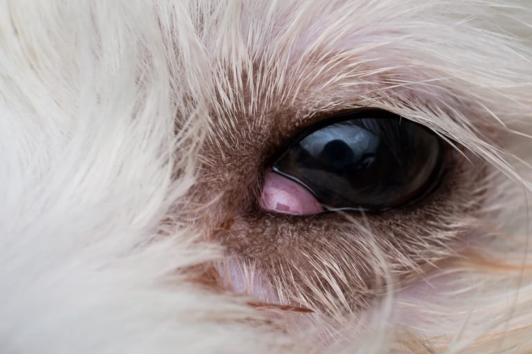 Cherry eye in dog
