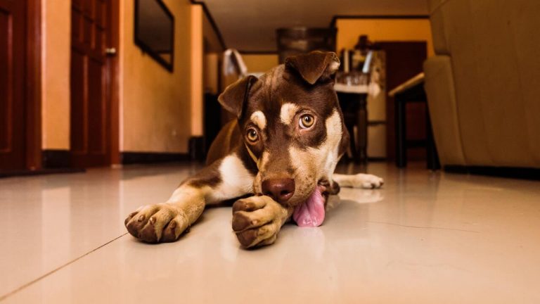 itchy paws in dogs