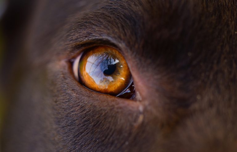 Dog eyes