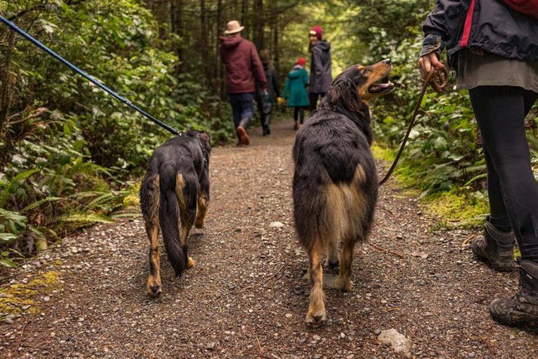 Puppy Hike