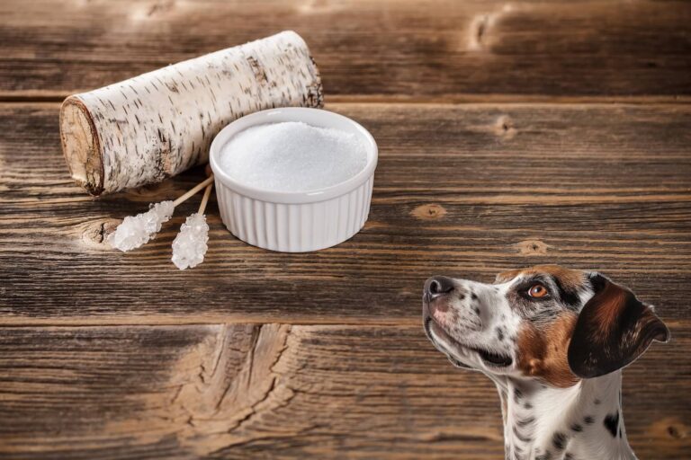 xylitol poisoning in dogs