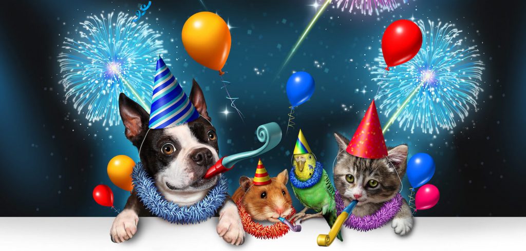 Best veterinarian in Kitchener