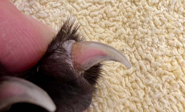 Cat nail
