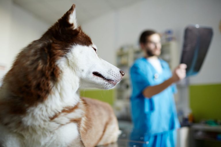 Dog at vet