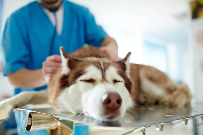 Pet toxicity