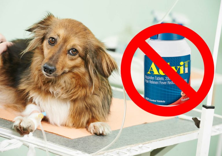 Advil toxicity in dogs