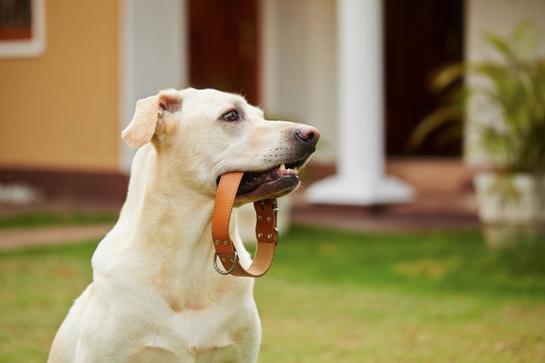 Dog collar