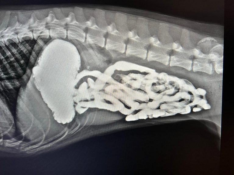 Barium in Dog
