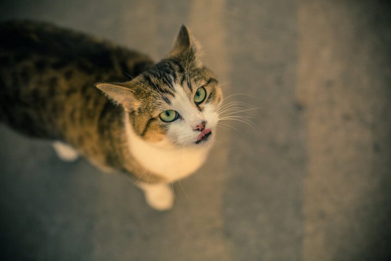 Cat Vitamin B12