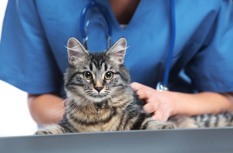 Cat at vet