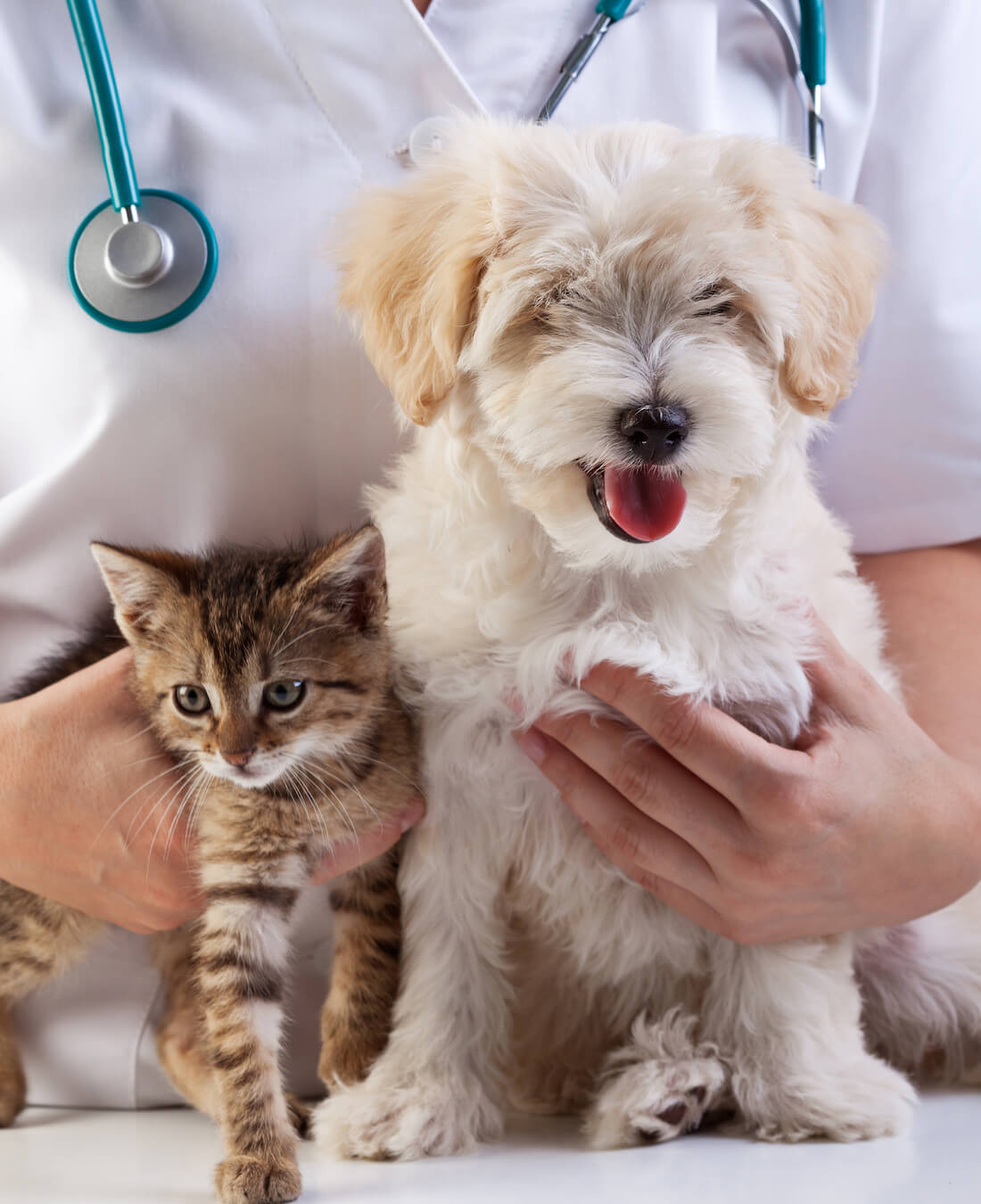 Kingsdale Kitchener Vet