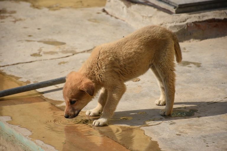Dog drinking water, giardia risk