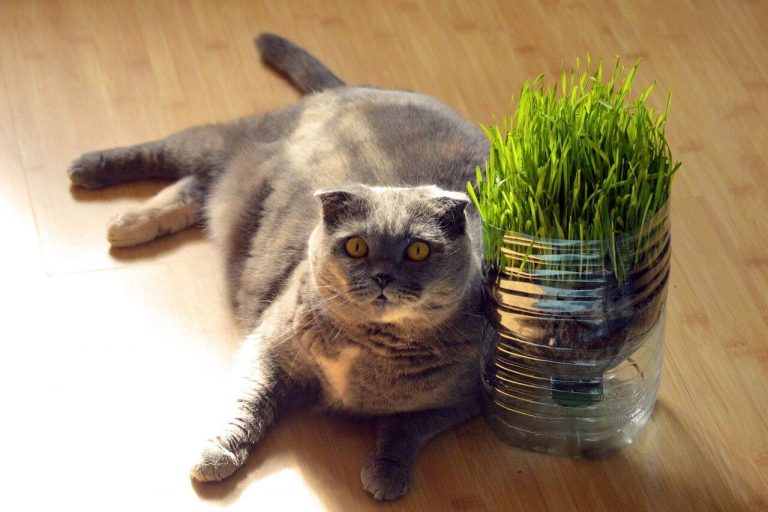 How to manage feline obesity