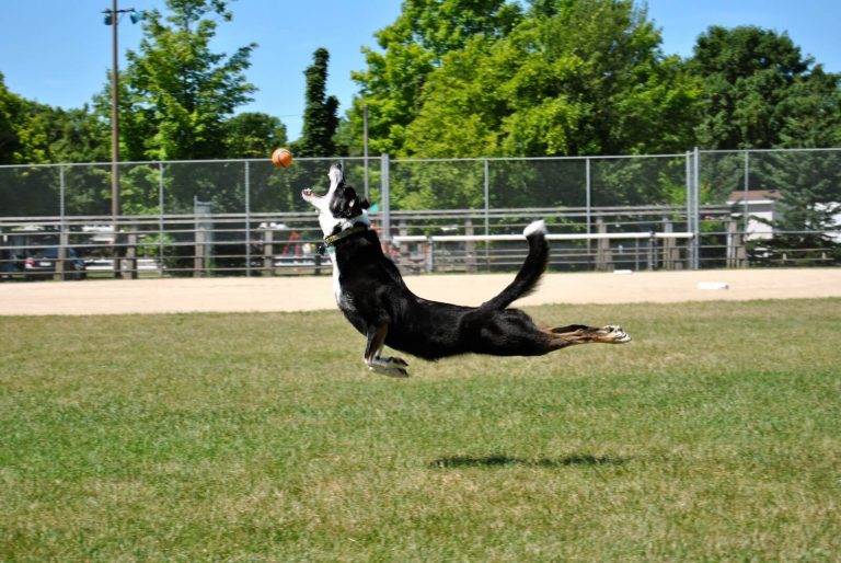 Active dog