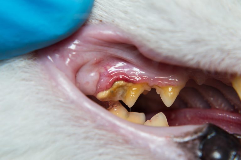 Cat tooth decay