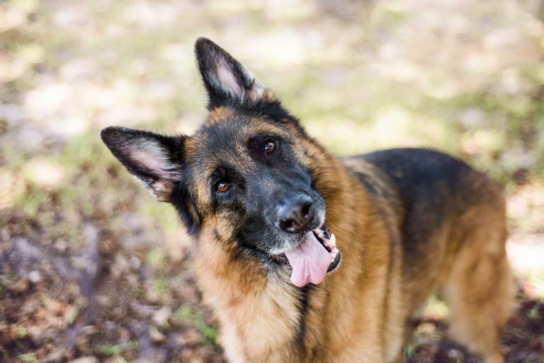 Head tilt in dogs