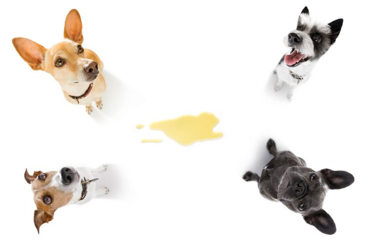 Urinary incontinence in dogs