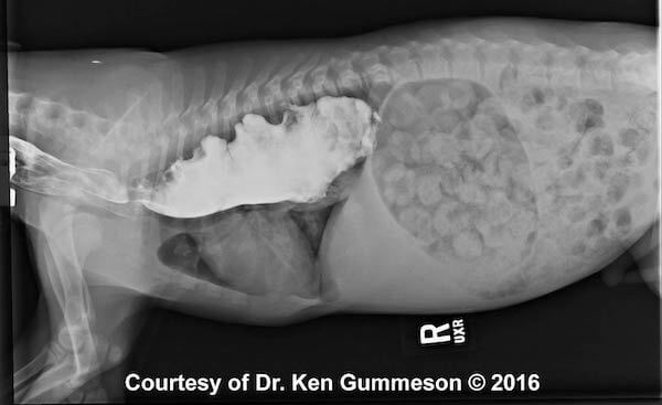 The Signs Symptoms And Treatment Of Megaesophagus In Dogs Kingsdale 
