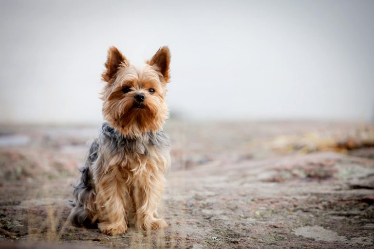 Yorkie dog