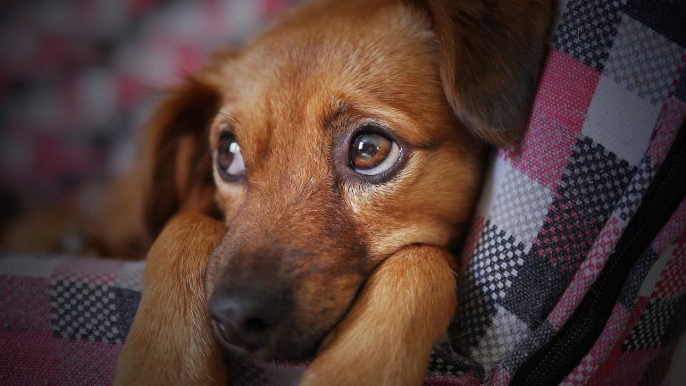 Addison's disease in dogs
