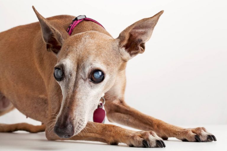 sudden blindness in dogs