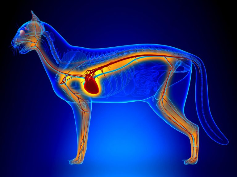 hypertrophic cardiomyopathy (HCM) in cats