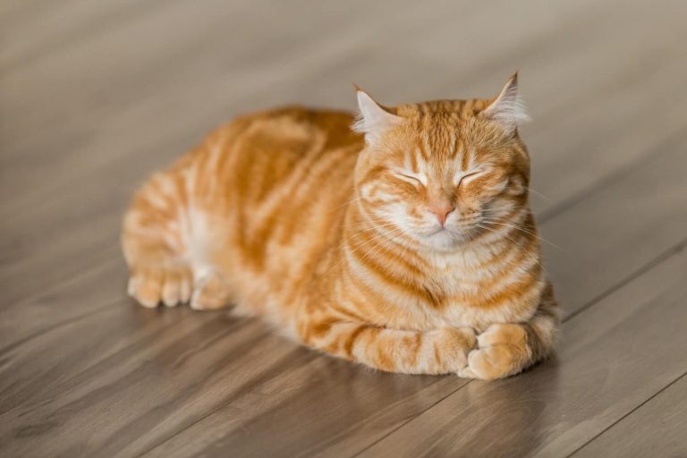 hepatic lipidosis in cats
