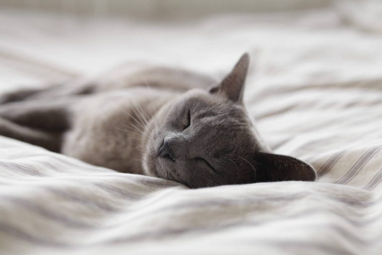 Hyperthyroidism in cats