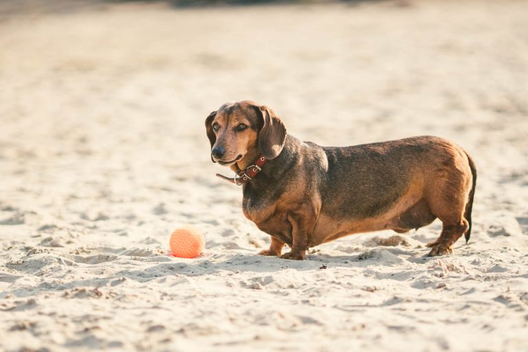 Cushing's disease in dogs