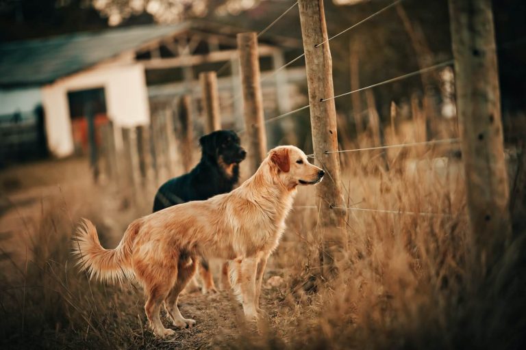 Dogs in field