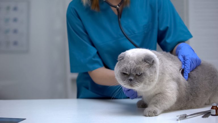 Feline asthma
