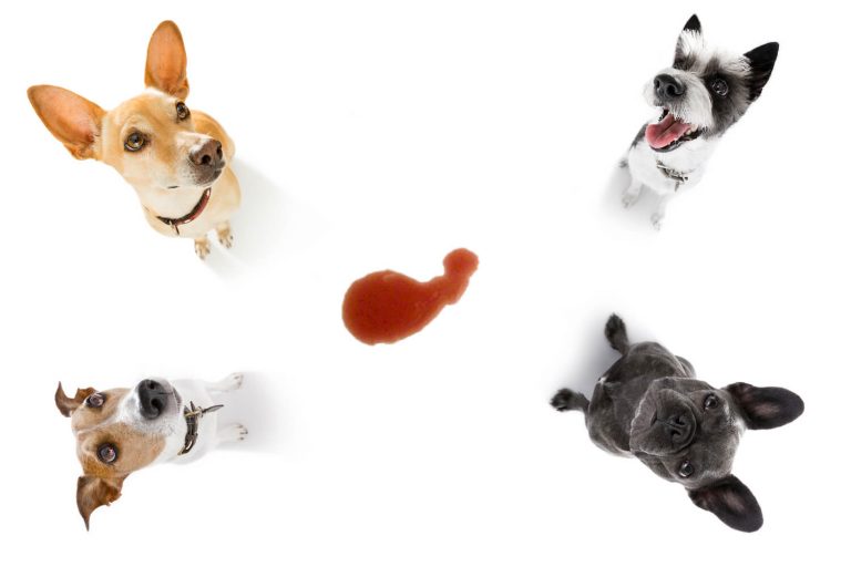 blood in dog urine