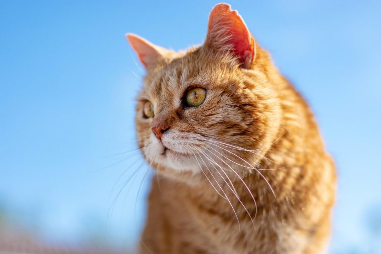 treatment for cats with arthritis