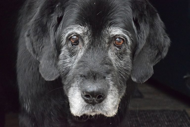 Degenerative myelopathy in dogs