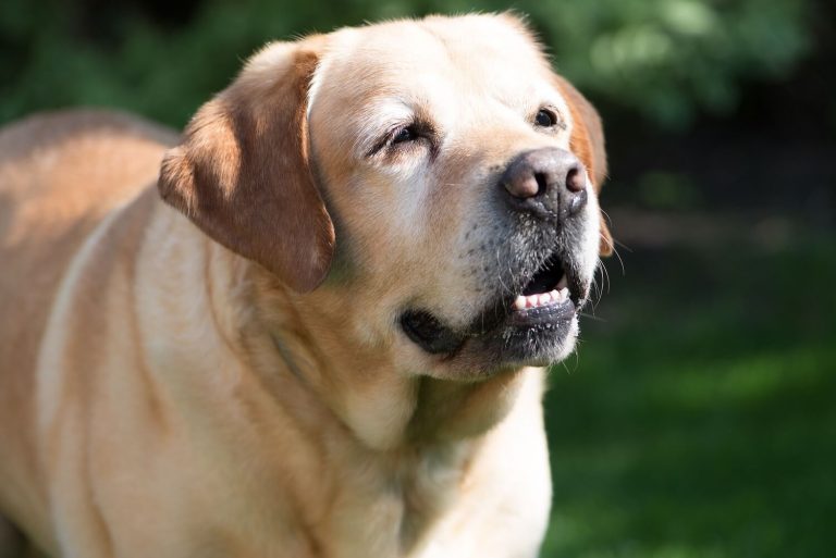 Hypothyroidism in dogs