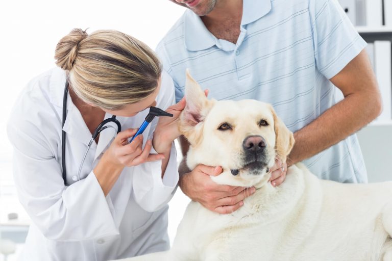 vet examining dog's ear
