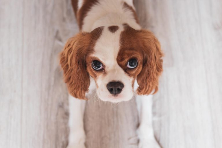 syringomyelia in dogs