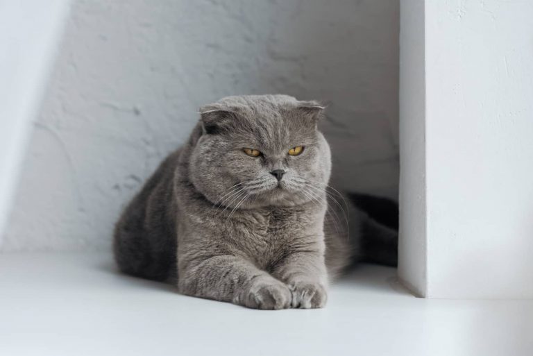 acromegaly in cats